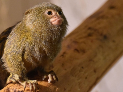 Dwergzijdeaapje - De Zonnegloed - Dierenpark - Dieren opvangcentrum - Sanctuary